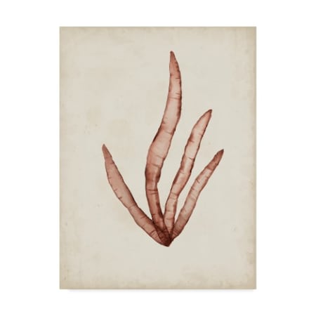 Naomi Mccavitt 'Seaweed Specimens Viii' Canvas Art,14x19